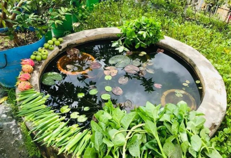Rooftop Pond